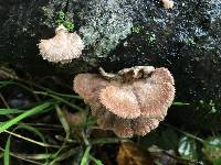 Schizophyllum commune image