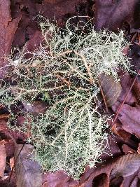 Usnea intermedia image