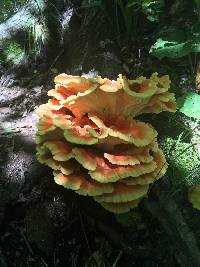 Laetiporus sulphureus image