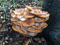 Armillaria mellea image