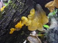 Tremella mesenterica image