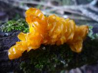 Tremella mesenterica image