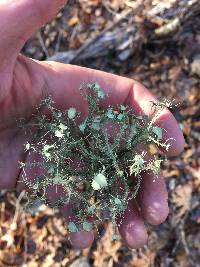 Usnea strigosa image