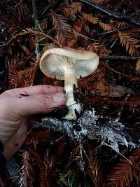 Leucopaxillus gentianeus image