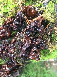 Tremella foliacea image