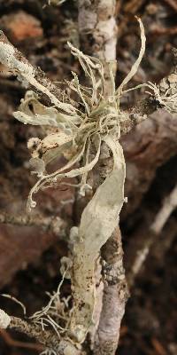 Ramalina leptocarpha image