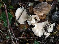 Pleurotus ostreatus image