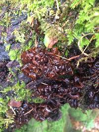 Tremella foliacea image