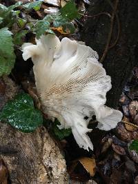 Pleurotus ostreatus image