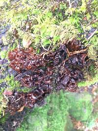 Tremella foliacea image