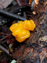 Tremella aurantia image