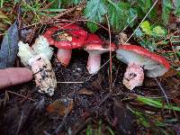 Russula sanguinaria image