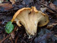 Cantharellus californicus image