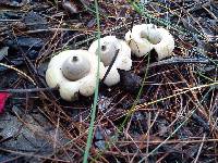 Geastrum saccatum image