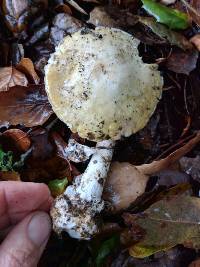 Amanita phalloides image