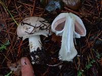 Agaricus hondensis image