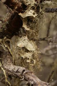 Ramalina menziesii image