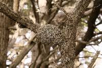 Dendrographa alectoroides image