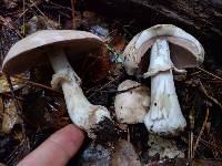 Agaricus hondensis image