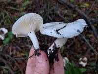 Hygrophorus eburneus image