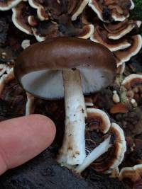 Pluteus exilis image