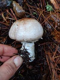 Agaricus hondensis image