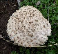 Amanita magniverrucata image