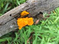 Tremella aurantia image