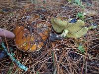 Suillus pungens image