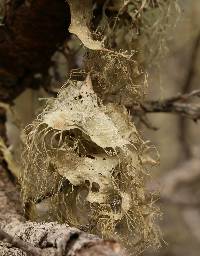 Ramalina menziesii image