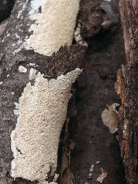 Irpex lacteus image