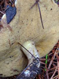 Suillus pungens image