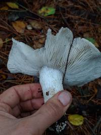 Tricholoma griseoviolaceum image