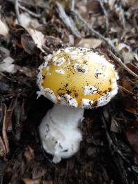 Amanita gemmata image