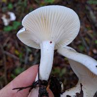 Hygrophorus eburneus image