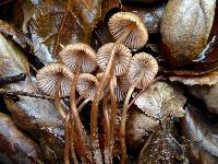 Mycena californiensis image