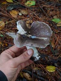 Tricholoma griseoviolaceum image