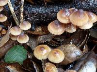 Mycena californiensis image