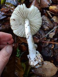 Amanita phalloides image