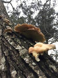 Pleurotus ostreatus image