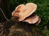 Agrocybe parasitica image