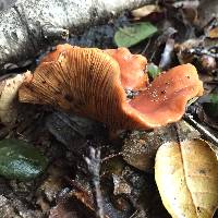 Lactarius rubidus image