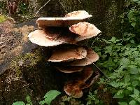 Agrocybe parasitica image