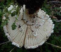 Amanita magniverrucata image