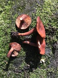 Lactarius rufulus image