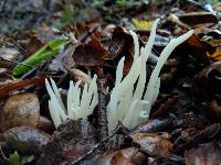 Clavaria fragilis image