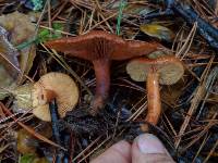 Lactarius rubidus image