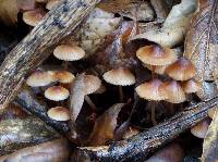 Mycena californiensis image