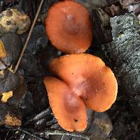 Lactarius rubidus image