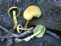 Hypholoma fasciculare image